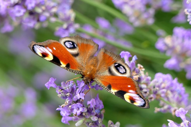 Butterfly Effect Tasks